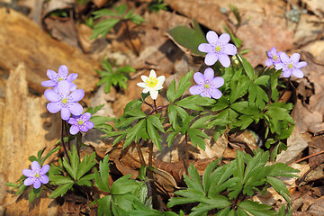 Image showing Anemone