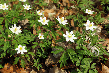 Image showing Anemones