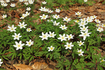 Image showing Anemones