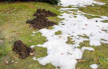 Image showing mole molehill between snow meadow grass spring 