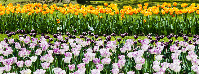 Image showing Tulips garden