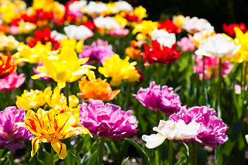 Image showing Tulips garden