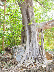 Image showing Gede Ruins