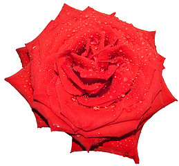 Image showing rose