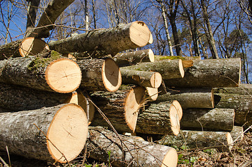 Image showing deforestation cut tree logs stack forest blue sky 