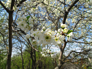 Image showing Branch of a flowering fruit tree