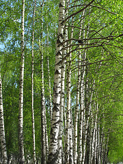 Image showing Beautiful birch