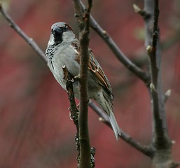 Image showing male sparrow (passer domesticus)