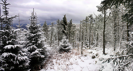 Image showing Pine Forest Snow Scene