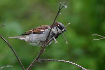Image showing male sparrow (passer domesticus)