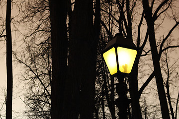 Image showing Street night light and silhouettes of trees