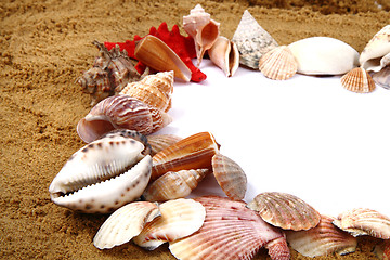 Image showing sea shells in the sand