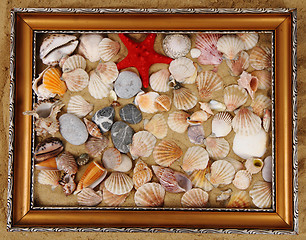 Image showing summer sea shells in the yellow sand