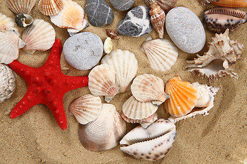 Image showing summer sea shells in the yellow sand