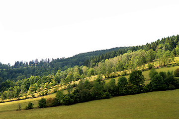 Image showing czech summer forest 