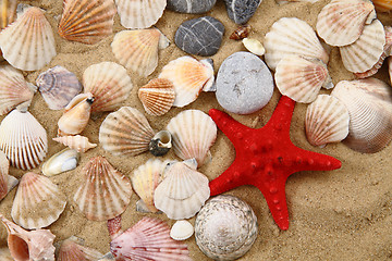 Image showing summer sea shells in the yellow sand