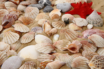 Image showing summer sea shells in the yellow sand