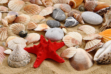 Image showing summer sea shells in the yellow sand