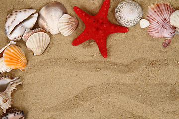 Image showing summer sea shells in the yellow sand