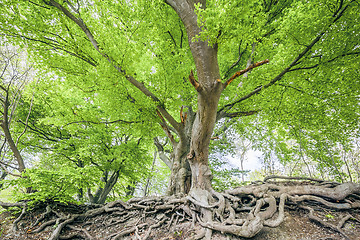 Image showing spring leaf