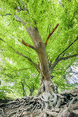 Image showing spring leaf