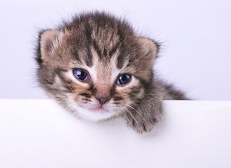 Image showing little 2 weeks old kitten with a space board