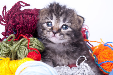 Image showing little kitten in balls of wool