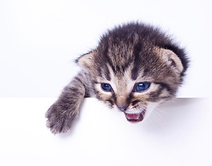 Image showing  little kitten