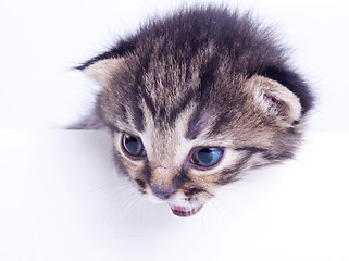 Image showing little 2 weeks old kitten