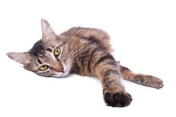 Image showing beautiful gray mixed-breed cat relaxing 