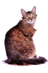 Image showing beautiful gray mixed-breed cat isolated over white