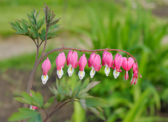 Image showing Flowers Dicentra