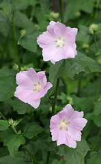 Image showing Hollyhock