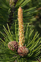 Image showing Sprig of pine with cones