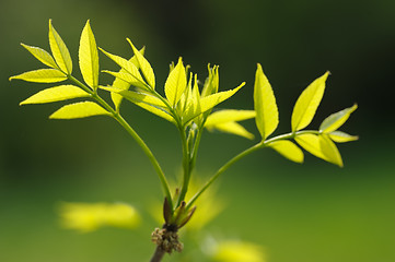 Image showing Manchurian walnut branch in spring