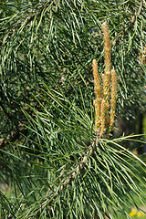 Image showing Sprig of pine