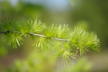 Image showing The branch of larch in the spring