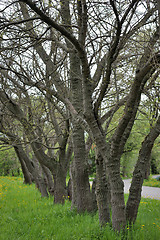 Image showing Alley in the park