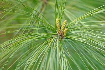 Image showing Sprig of pine