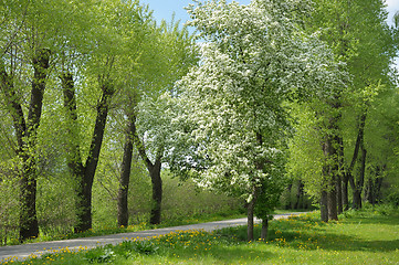 Image showing Flowering tree