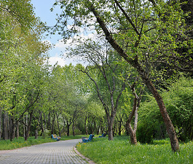 Image showing Alley in the park