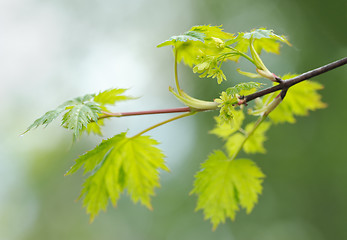 Image showing Flowering maple branch in spring