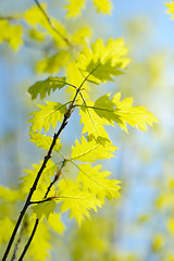 Image showing Oak branch in spring