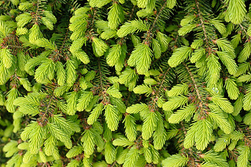 Image showing The plant texture