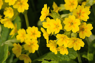 Image showing Primula veris