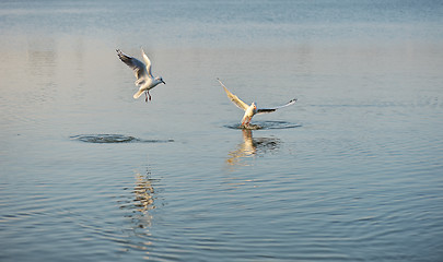 Image showing Two seagulls