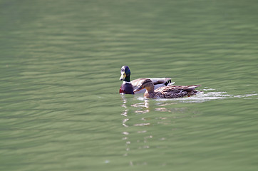 Image showing Two ducks