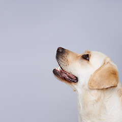 Image showing Golden labrador retriever