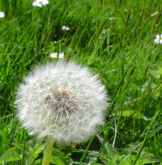 Image showing Dandelion