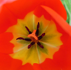 Image showing Inside a Flower